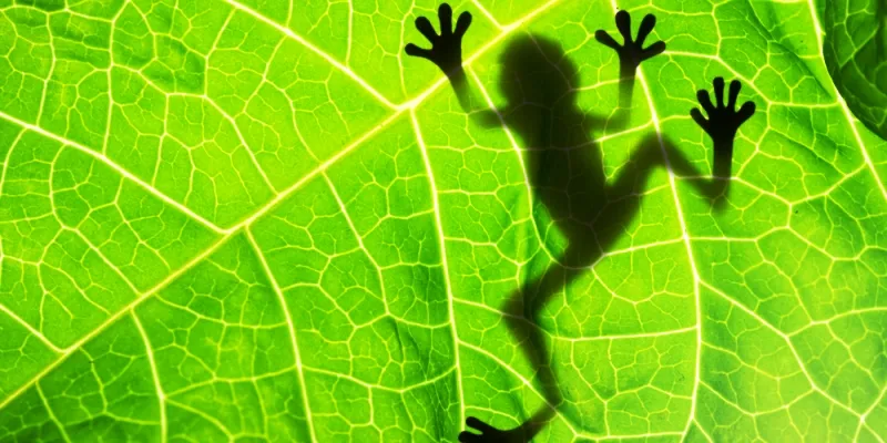 yourstory-frog-goa