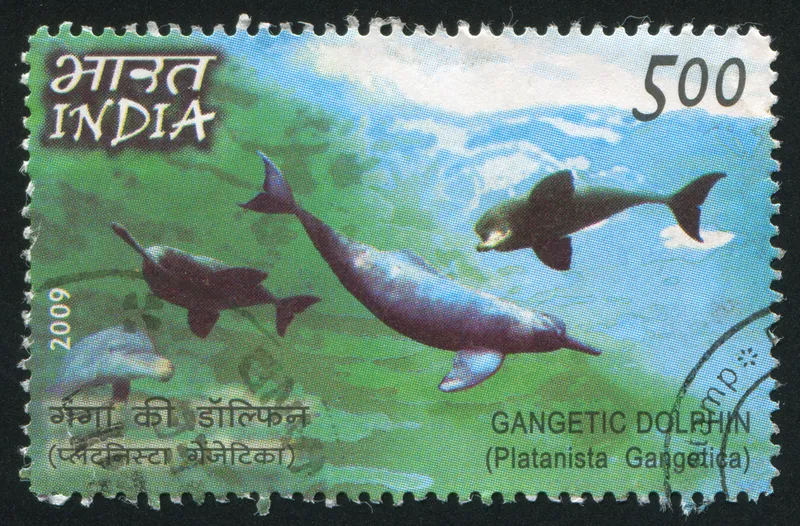Ganga river dolphin, India's national aquatic animal, to undergo first ever  unified survey