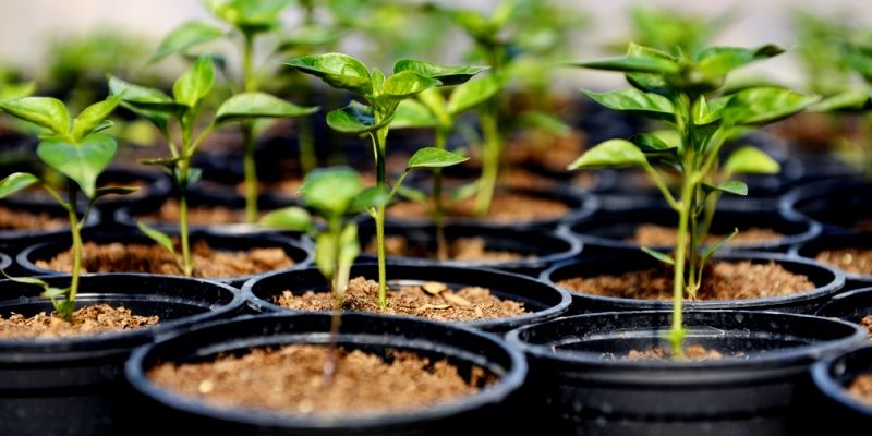 2.6 lakh saplings to be planted in Ghaziabad