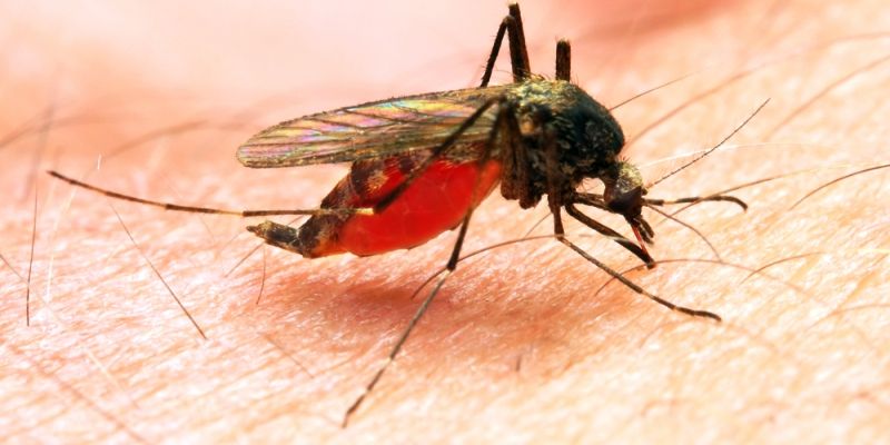 Dr Mahmood Alam, a scientist from Jharkhand helps find breakthrough malaria cure