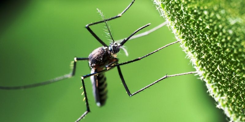 66 people have died of mosquito-borne mosquito borne Japanese Encephalitis in Assam