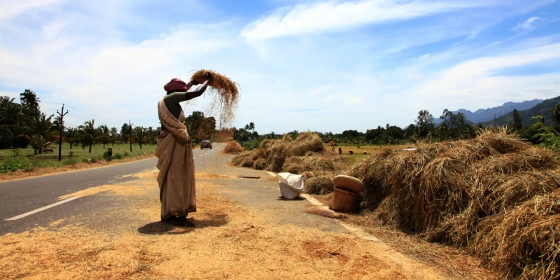 Organic, indigenous rice back in Bengal, owing to taste, cost and climate change