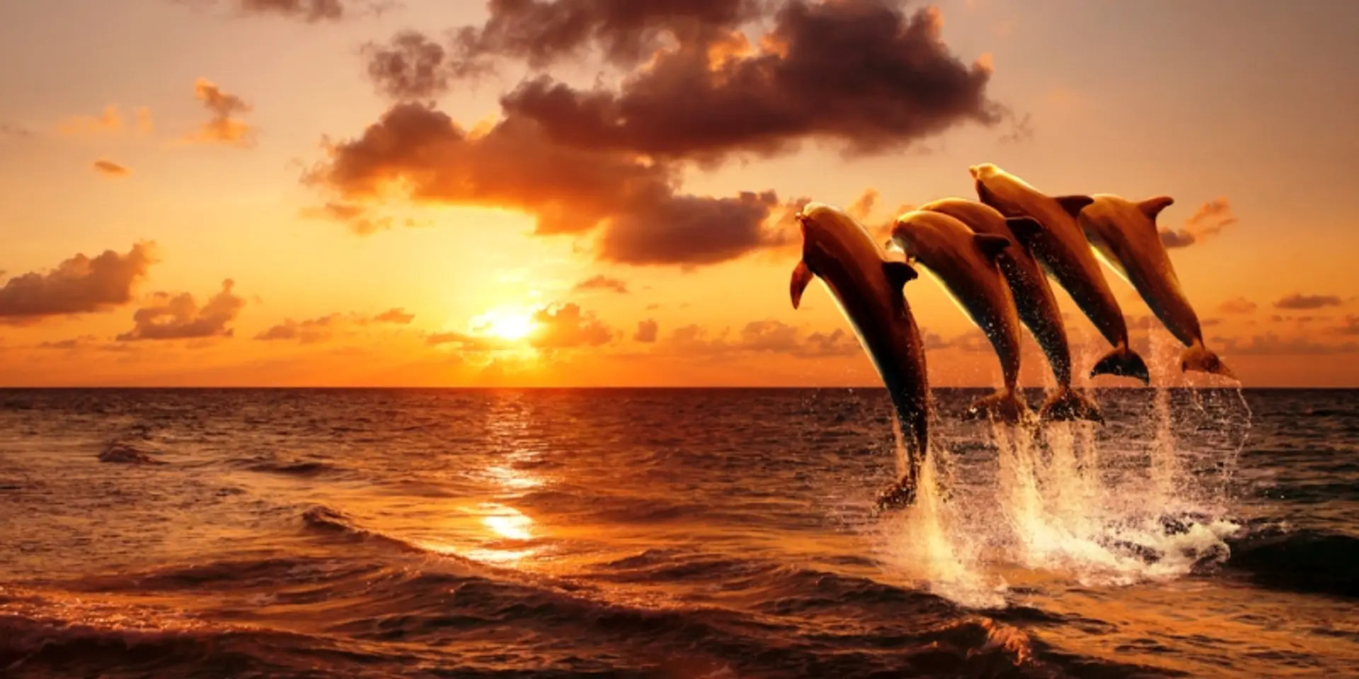Ganga river dolphin, India's national aquatic animal, to undergo first ever unified survey