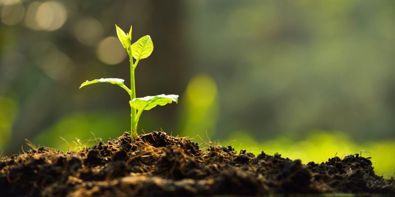 Telangana plans to plant 230 crore saplings over the next 3 yrs