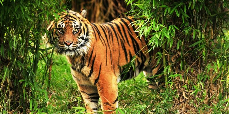 India plans to use drones to track tigers and check encroachers in Sundarbans