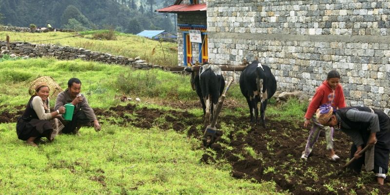 Soil health cards to be distributed among Uttarakhand farmers within 6 months
