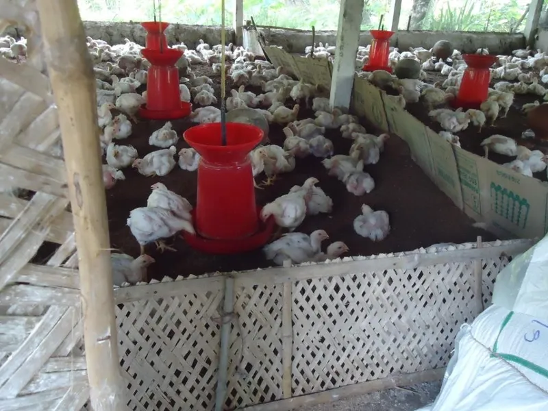 WSRC_Poultry Project