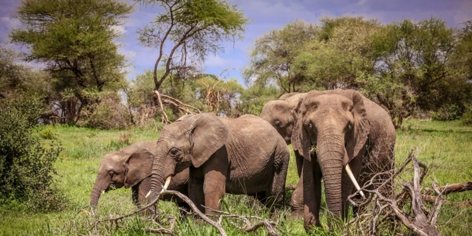 How these MBA graduates are bringing the wildlife travellers of India together