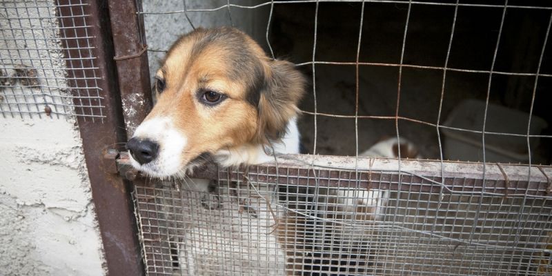 Cruelty of Animals Act should be implemented at the earliest, experts say