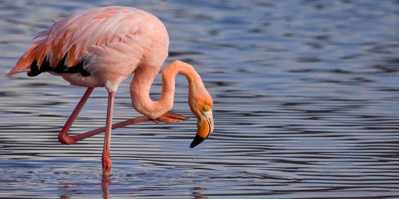 First ever documentation of bird species in Thane Creek released