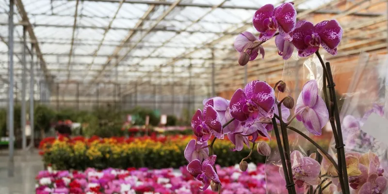 yourstory-floriculture