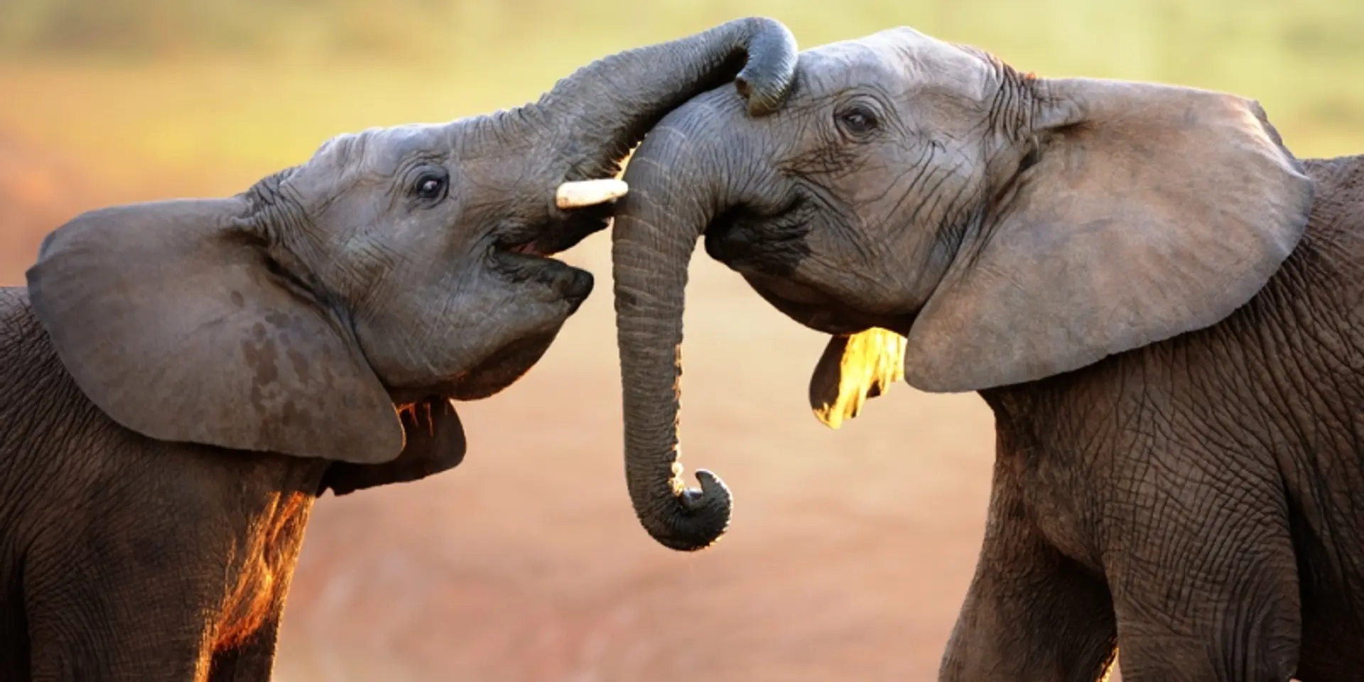 Bollywood stars, artists join hands for the cause of elephant conservation