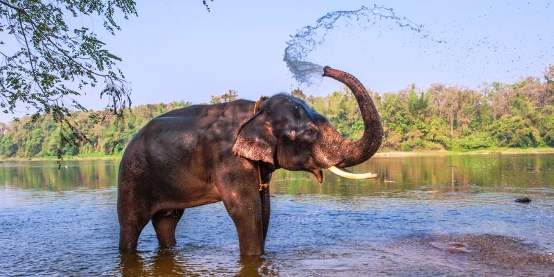 Presence of elephants shrinks to half of the forests in Karnataka's Western Ghats
