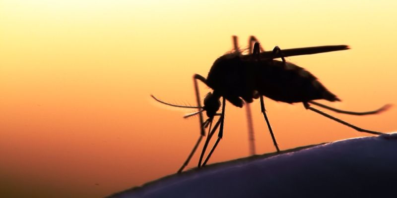 Now, a mobile app that tracks mosquito infestation
