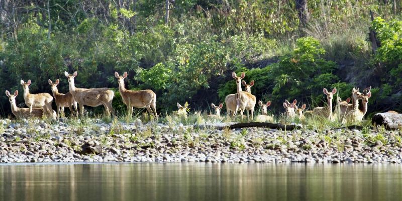 Most Indian national parks and wildlife sanctuaries do not meet global standards for good practices