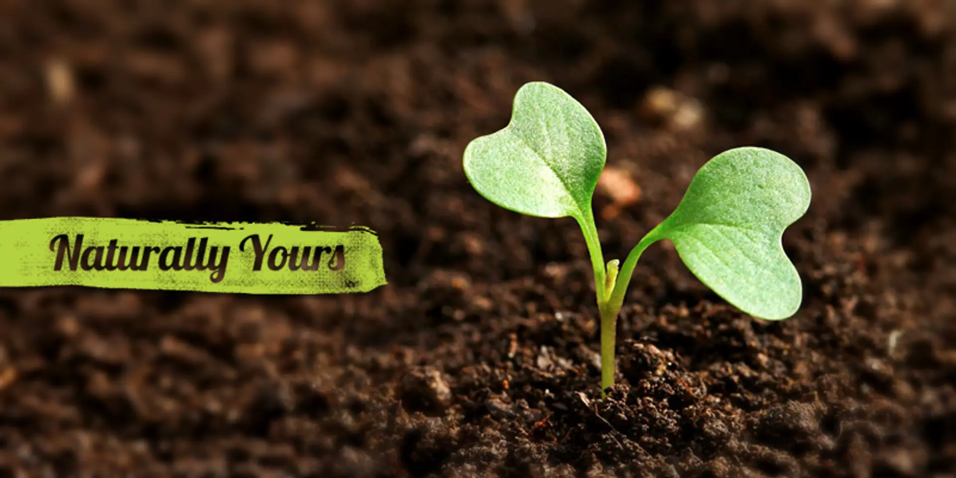 Mumbai-based Naturally Yours strives to serve organic produce from farmers across India