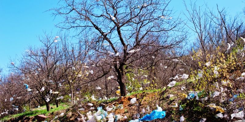 Panel suggests a ban on plastic bags in Ooty to maintain ecological balance in Nilgiris