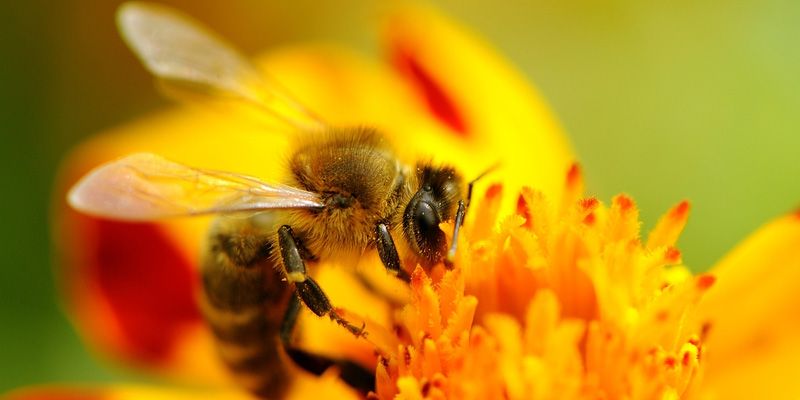 Bee pollination to empower farmers in distress