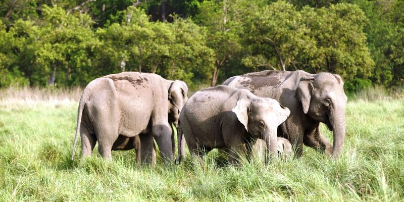 Conservation of Asiatic elephants will help protect tigers too