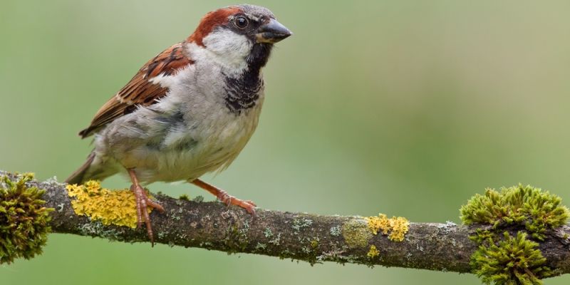 Odisha's Bhitarkanika has emerged as a congenial habitat for sparrows