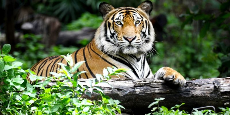 Telangana will soon have two tiger reserves in the state