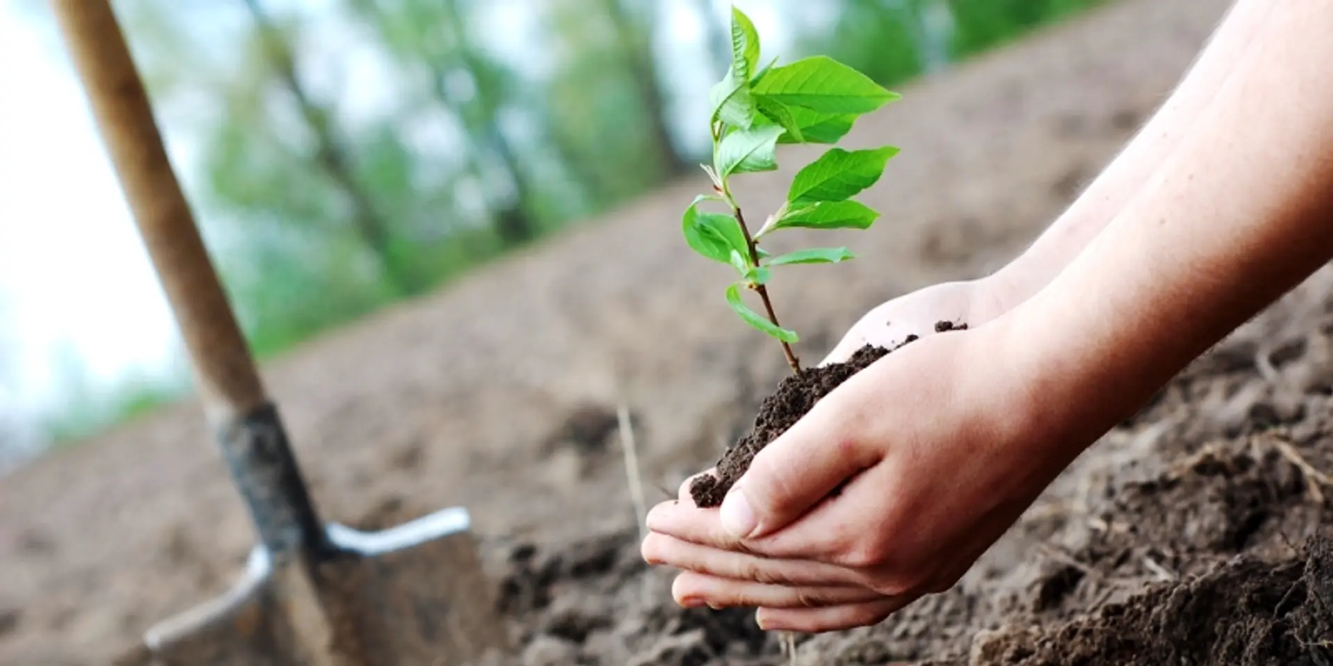 Delhi gurudwaras go on a green drive, give saplings as 'prasad' to devotees