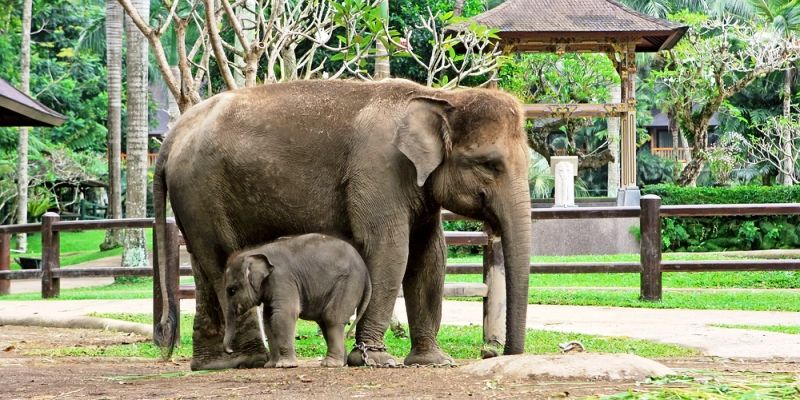 Kerala based animal rights campaigner demands release of Delhi zoo jumbos