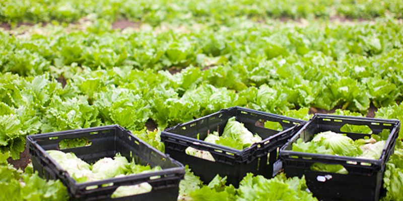 10 startups that make it easy to live the organic way