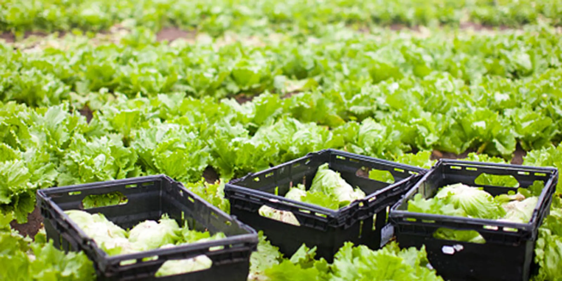 10 startups that make it easy to live the organic way