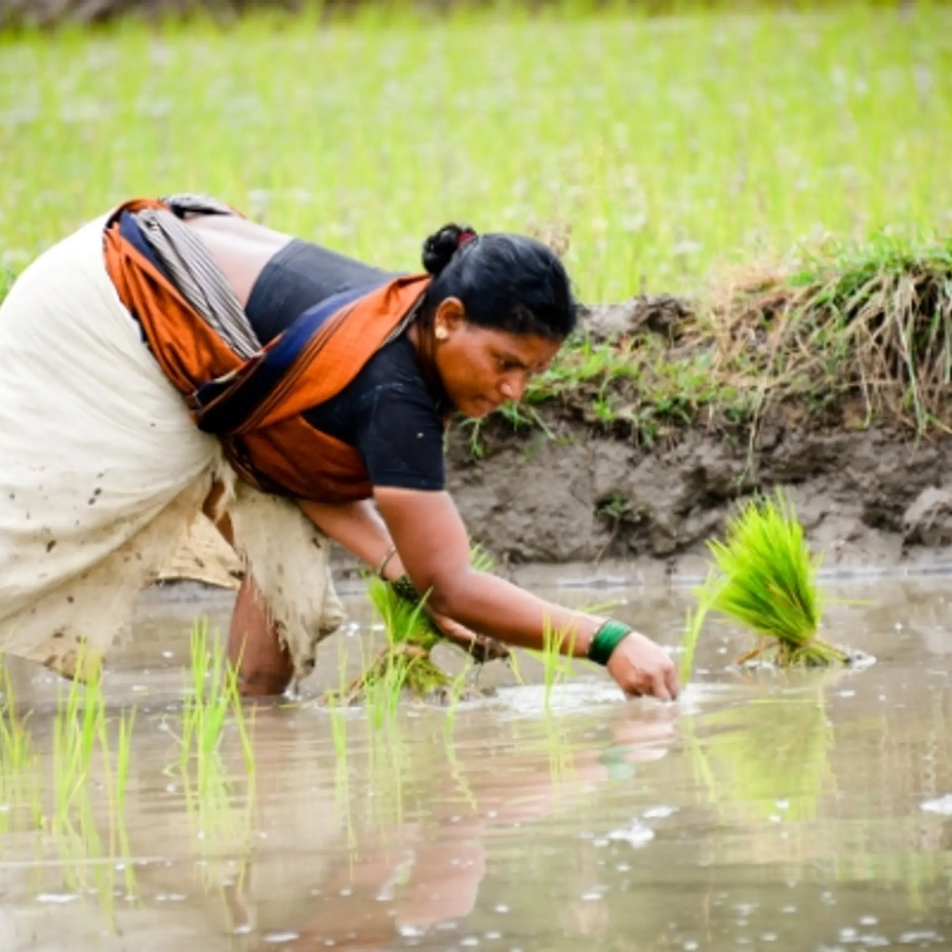 Waycool, Bijak, DeHaat — how are the top-funded agritech startups helping the Indian farmer community