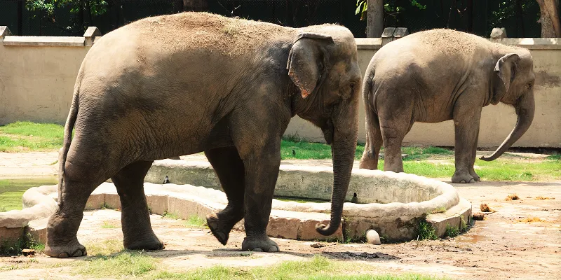 yourstory-bihar-elephants