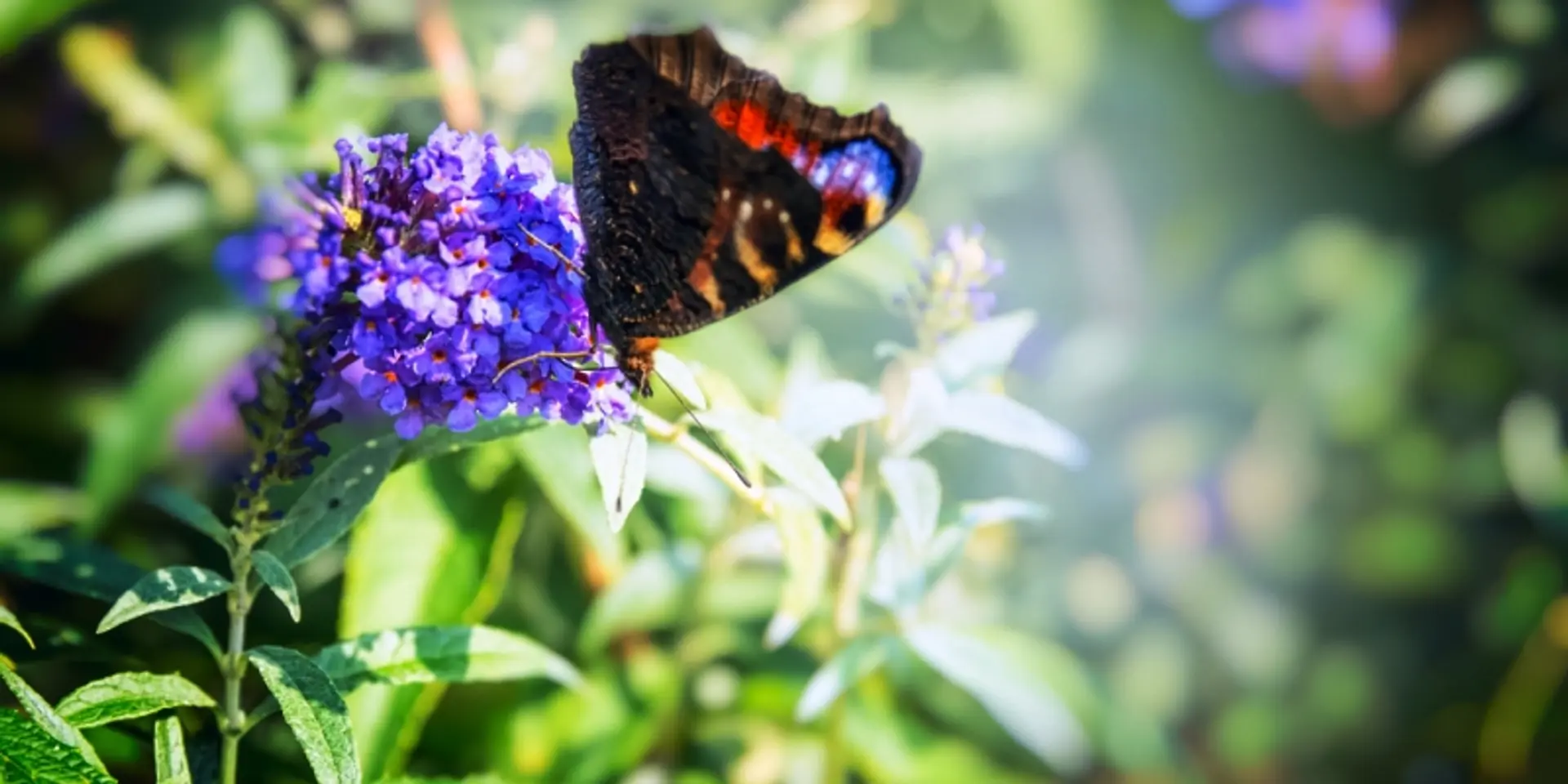 Over 50 species of butterflies spotted in a hidden Indian valley