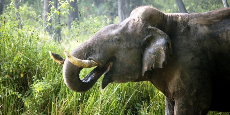 Joint patrolling to save elephants in Berhampur forest cicle