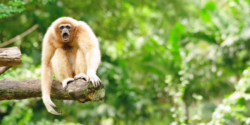 Arunachal launches programme on conservation of the endangered Eastern Hoolock Gibbon