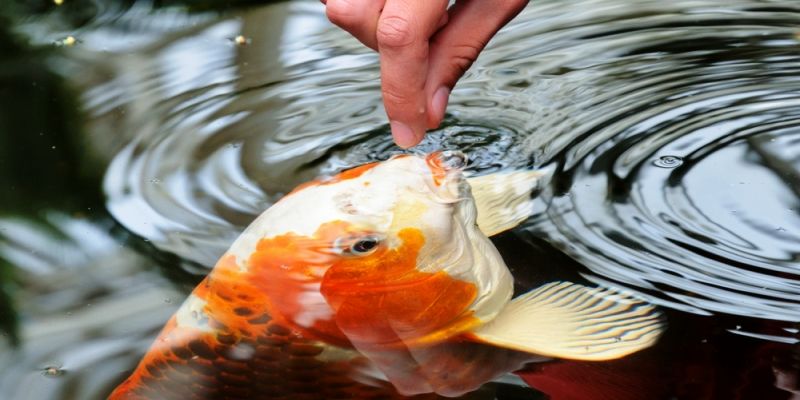 Meghalaya govt is considering conversion of 5000 water area into fish ponds