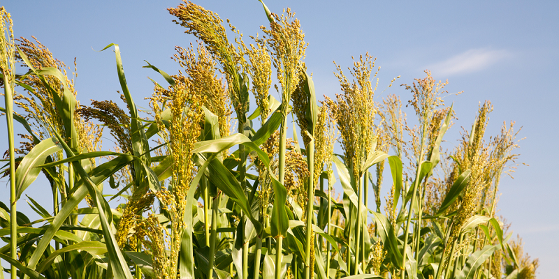 Tamil Nadu agricultural university advises farmers to grow pearl millet to fight drought