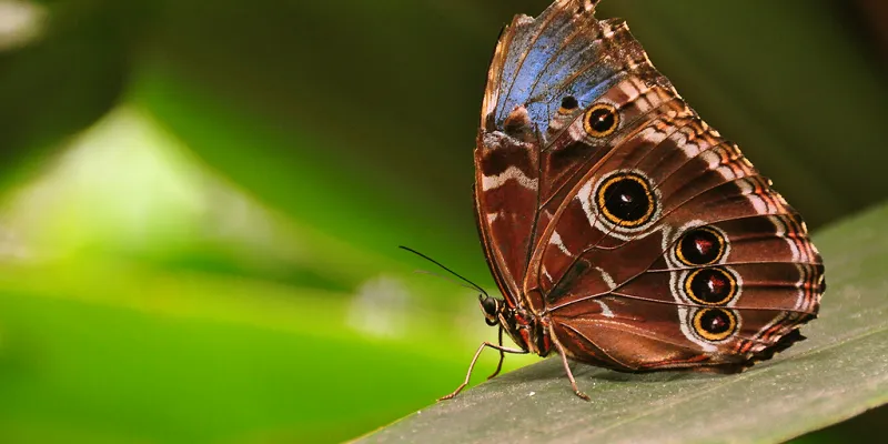 yourstory-uttarakhand-butterfly