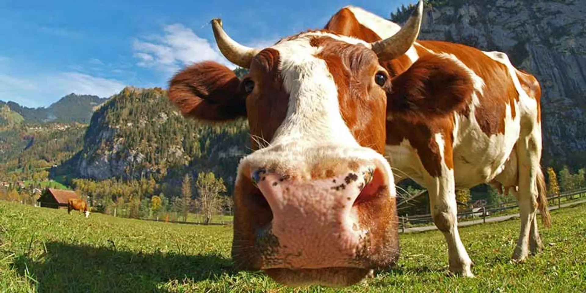 Want to buy cow dung and trains? Online marketplaces have these and many more