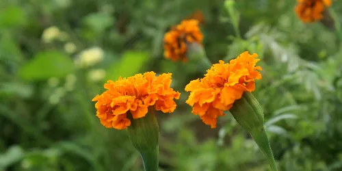 mirzapur flower