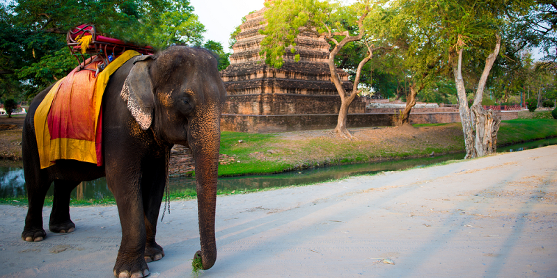 Now elephants can get ambulance services in Kerala