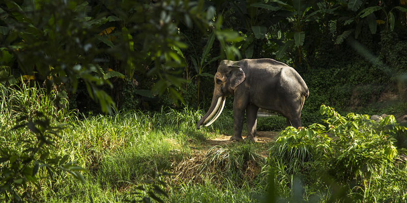Villagers in Assam give right of passage to elephants