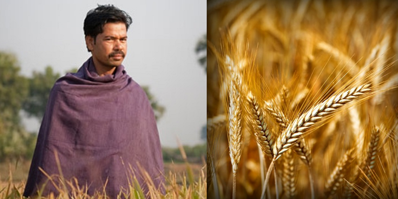This farmer from Bihar is growing world record amounts of rice, the organic way