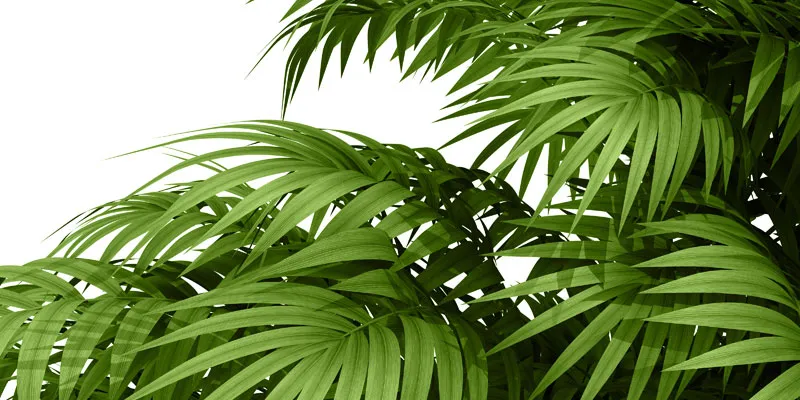 Areca plant use to make eco-friendly plates. (for representation purpose only) Image: Shutter Stock