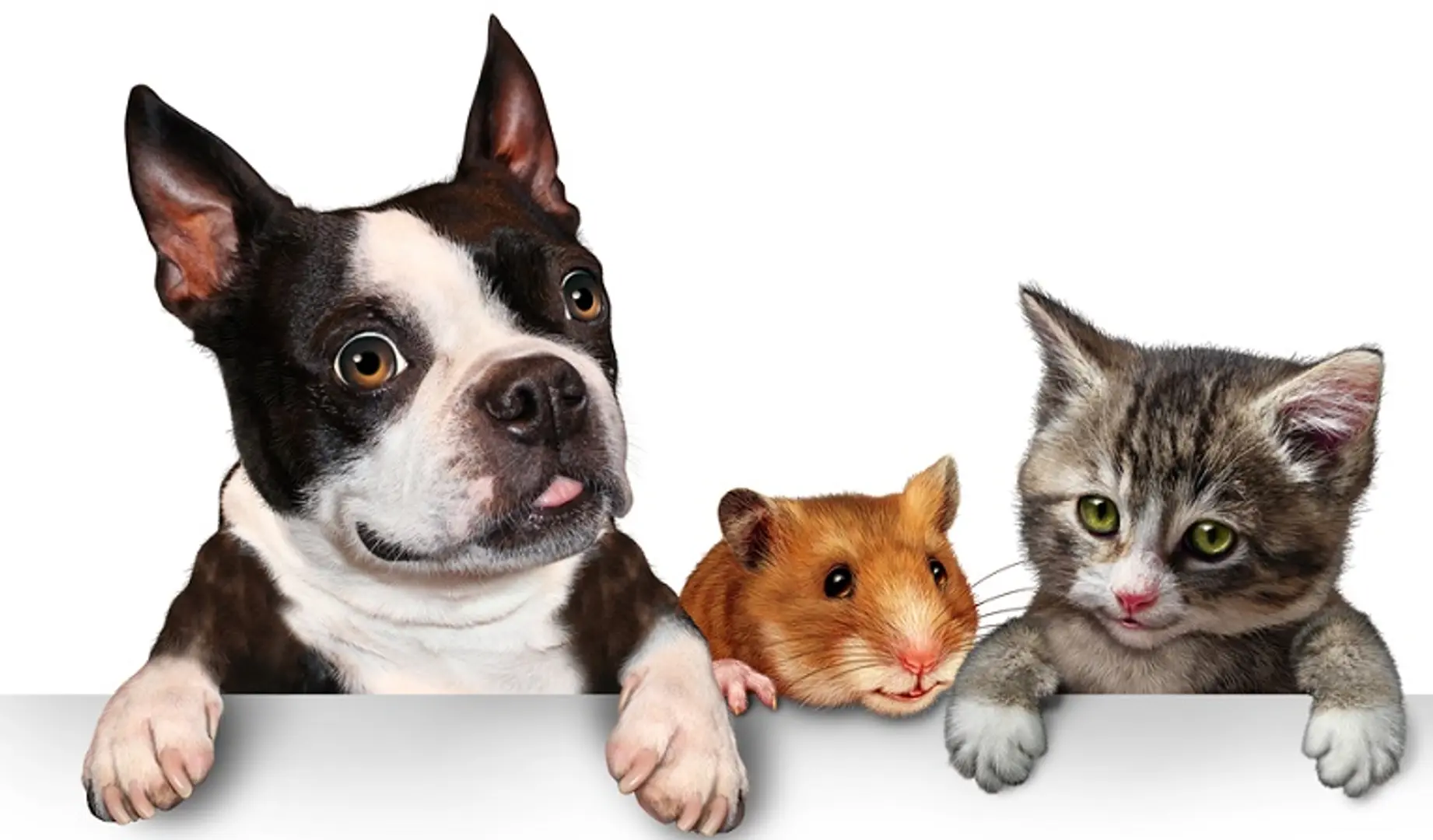 Dogspot attracts investment from Ratan Tata and existing investors