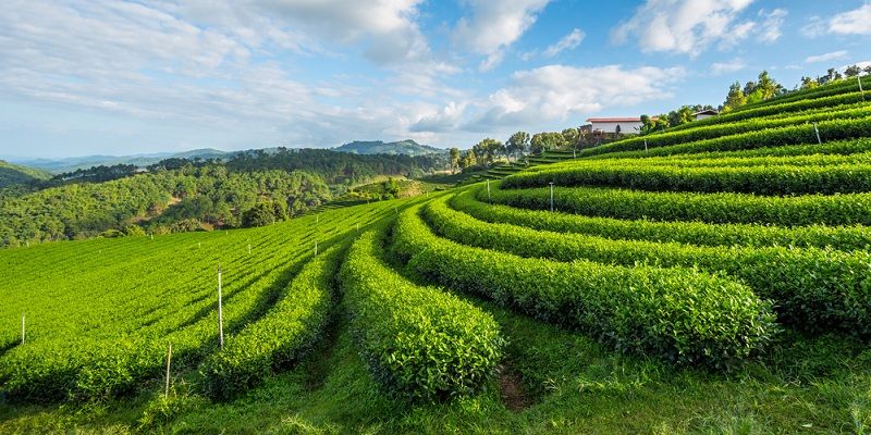 Sikkim becomes India's first organic state