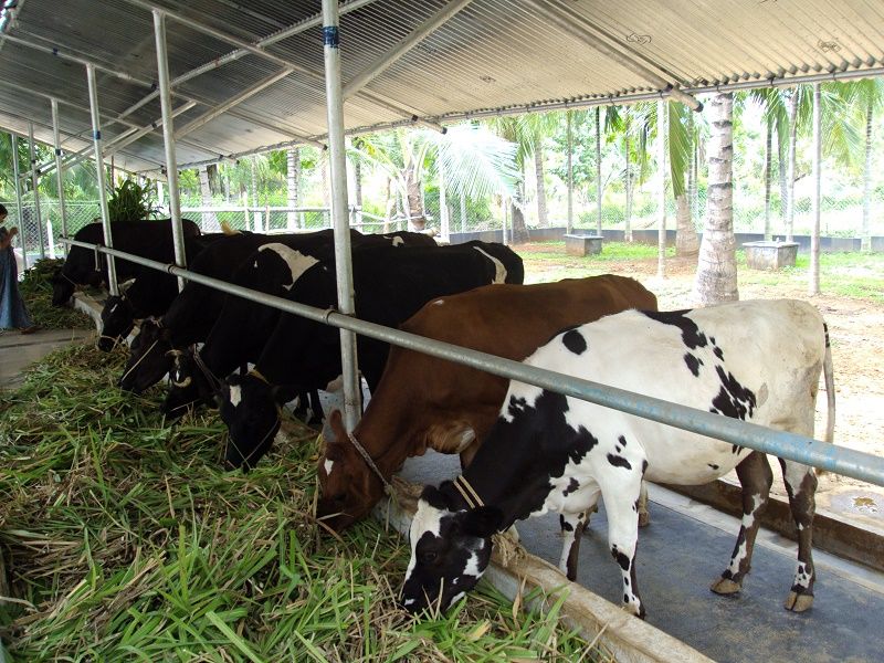 Akshayakalpa Farms – How IT Professionals Are Turning Into Farm-based ...