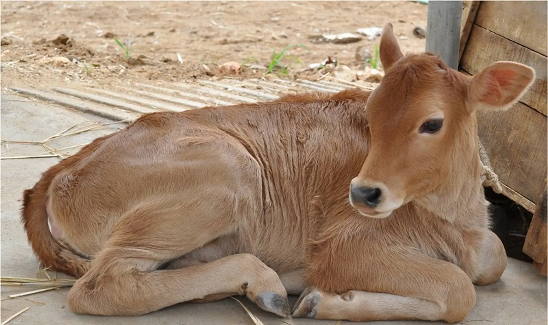 Akshayakalpa Farms – how IT professionals are turning into farm-based entrepreneurs in Karnataka’s Tiptur