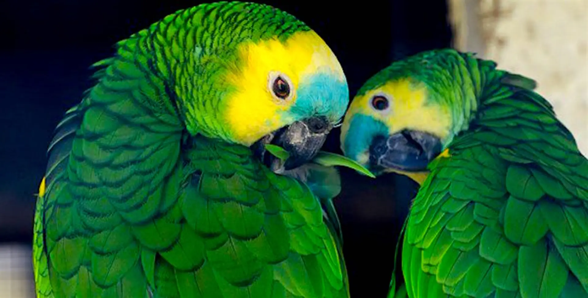 More than 3,600 birds rescued in 2020: Delhi Fire Service