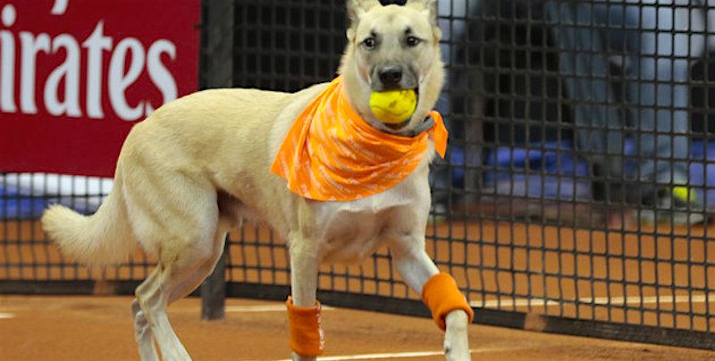 Abandoned dogs play ball boys at the Brazil Open tennis tournament
