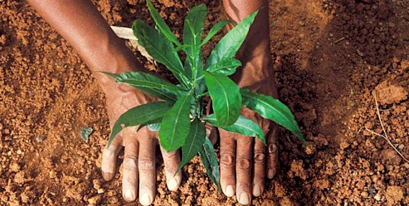 6 crore saplings will be planted in a single day in Uttar Pradesh